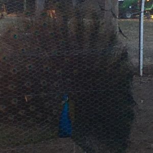 Meet your Posher, Steve